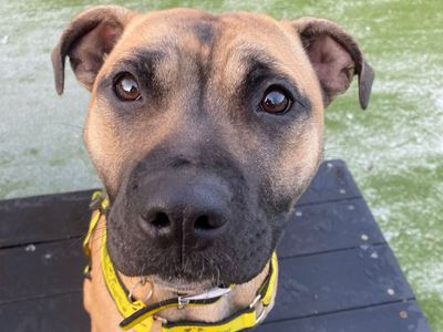 Margie | Terrier (Staffordshire Bull) | Canterbury - 3
