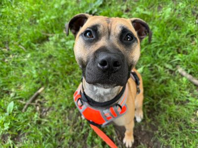 Margie | Terrier (Staffordshire Bull) | Canterbury - 1