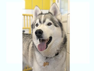 Jack | Siberian Husky | Shoreham (Sussex) - 3