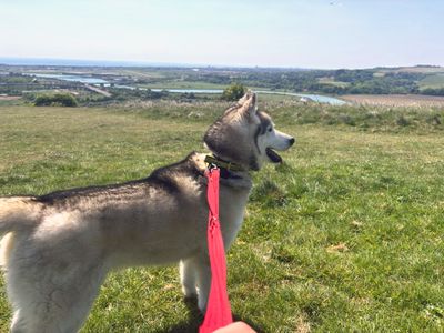 Jack | Siberian Husky | Shoreham (Sussex) - 3