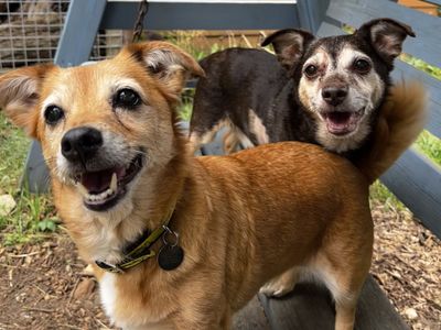 Rocco | Terrier (Jack Russell) Cross | Snetterton (Norfolk) - 5