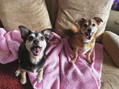 Rocco | Terrier (Jack Russell) Cross | Snetterton (Norfolk) - 3