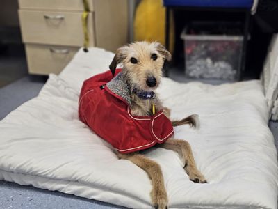 Skye | Lurcher Cross | Evesham (Worcestershire) - 5