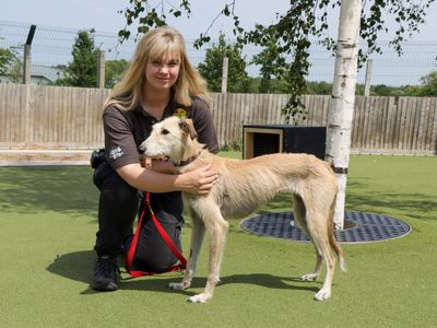 Skye | Lurcher Cross | Evesham (Worcestershire) - 3