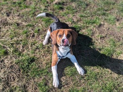 Mario | Beagle | Darlington - 5
