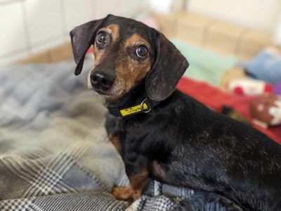 Ozzie | Dachshund (Miniature Smooth Haired) | Bridgend (Wales) - 3