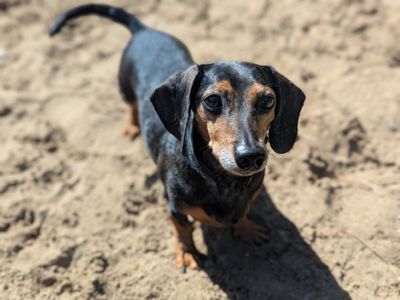 Ozzie | Dachshund (Miniature Smooth Haired) | Bridgend (Wales) - 2