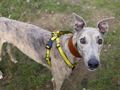 Floyd | Greyhound | Snetterton (Norfolk) - 3