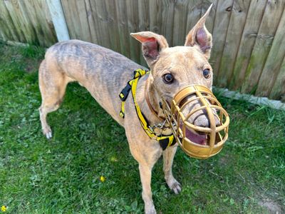 Floyd | Greyhound | Snetterton (Norfolk) - 5