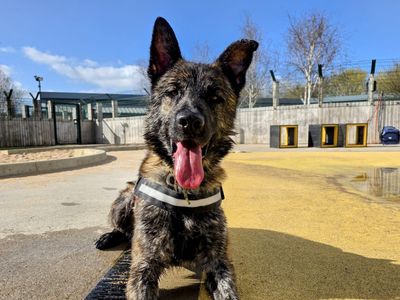 Turbo | Belgian Shepherd Dog (Malinois) Cross | Manchester - 3