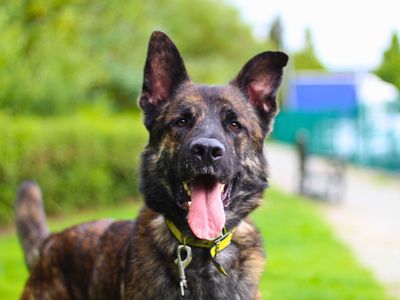 Turbo | Dutch Shepherd Cross | Manchester - 5