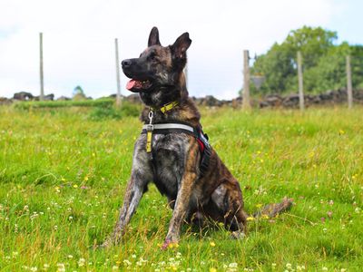Turbo | Dutch Shepherd Cross | Manchester - 3