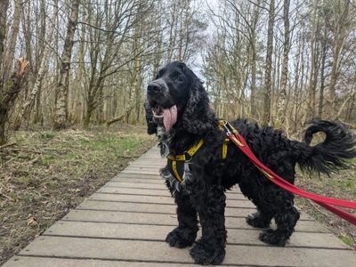 Blake | Spaniel (Cocker) | West Calder (Edinburgh) - 3