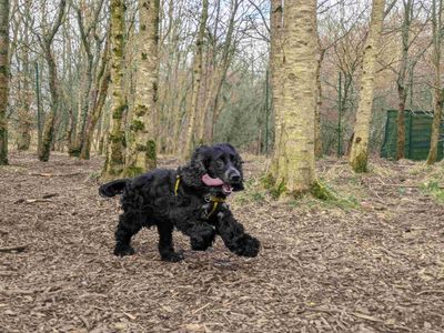 Blake | Spaniel (Cocker) | West Calder (Edinburgh) - 5