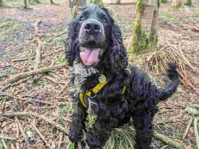 Blake | Spaniel (Cocker) | West Calder (Edinburgh) - 3