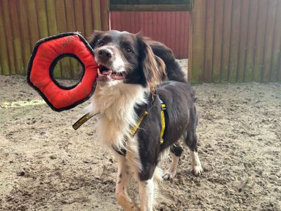 Clyde | Collie (Border) Cross | Glasgow - 3