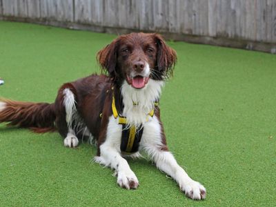 Clyde | Collie (Border) Cross | Glasgow - 5