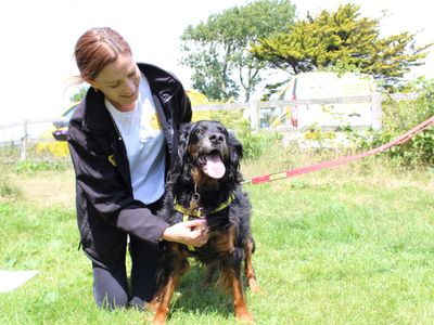 Phoebe | Gordon Setter Cross | Shoreham (Sussex) - 3