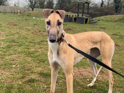 Freya | Greyhound | Snetterton (Norfolk)