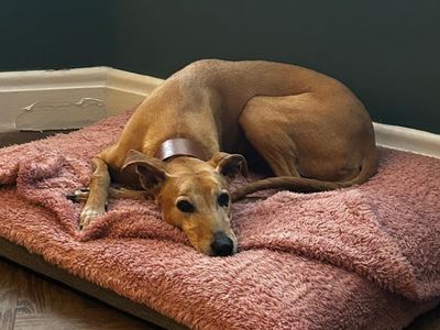 Max | Lurcher | Merseyside (Liverpool) - 4