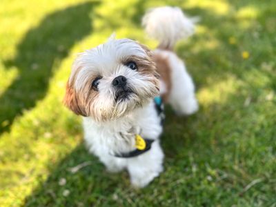 Subie | Shih Tzu | Shoreham (Sussex) - 3