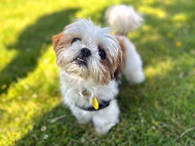 Subie | Shih Tzu | Shoreham (Sussex) - 1