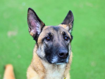 Darla | Belgian Shepherd Dog (Malinois) Cross | Manchester - 3