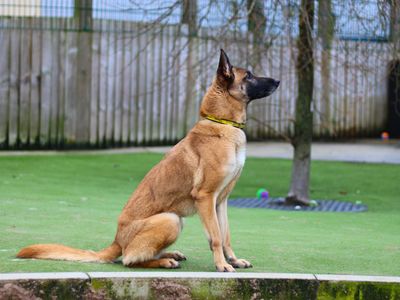 Darla | Belgian Shepherd Dog (Malinois) Cross | Manchester - 3