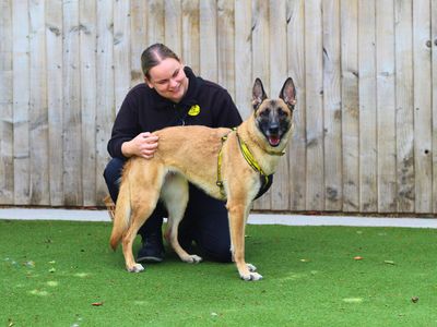 Darla | Belgian Shepherd Dog (Malinois) Cross | Manchester - 4