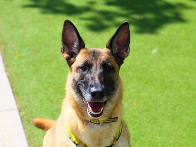 Darla | Belgian Shepherd Dog (Malinois) Cross | Manchester - 2