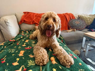 Koda — Poodle (Miniature) Cross