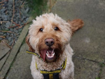 Koda | Poodle (Miniature) Cross | Glasgow - 3