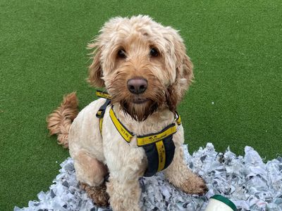 Koda | Poodle (Miniature) Cross | Glasgow - 1