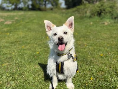 Chino | Shih Tzu Cross | Shrewsbury (Shropshire) - 2