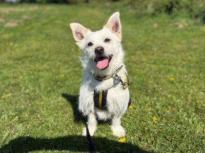 Chino | Shih Tzu Cross | Shrewsbury (Shropshire) - 3