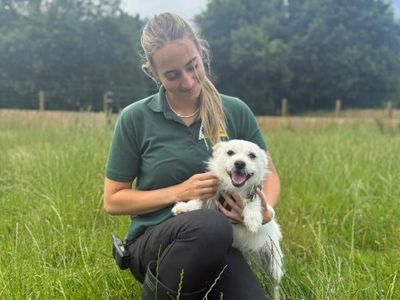 Chino | Shih Tzu Cross | Shrewsbury (Shropshire) - 3