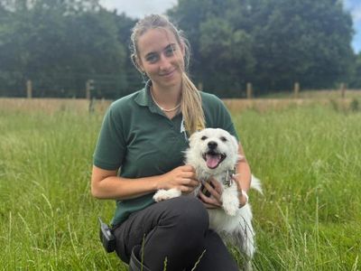 Chino | Shih Tzu Cross | Shrewsbury (Shropshire) - 5