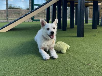 Chino, a 4 years old male Shih Tzu X available for adoption from Dogs Trust in West Midlands