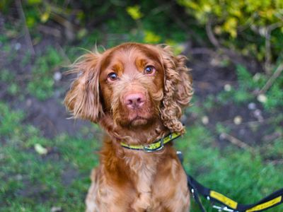 Bodhi | Spaniel (Cocker) | Manchester - 2