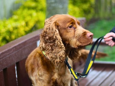 Bodhi | Spaniel (Cocker) | Manchester - 3