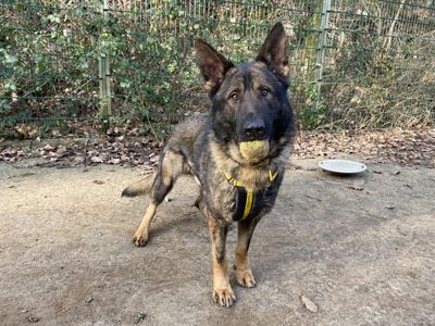 Morgan | German Shepherd Dog | Ilfracombe - 5