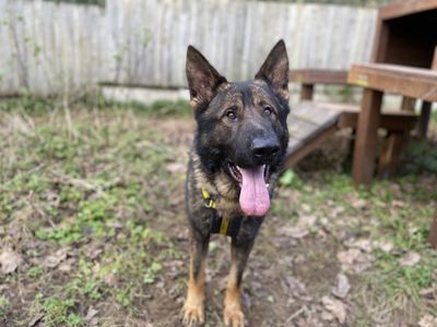 Morgan | German Shepherd Dog | Ilfracombe - 3