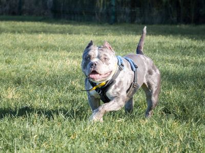 Maggie | American Bully Pocket | Loughborough - 3