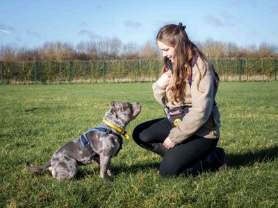 Maggie | American Bully Pocket | Loughborough - 5