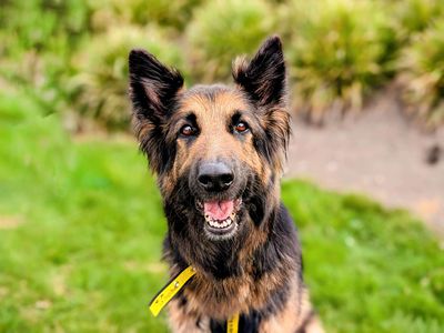 Kiki | German Shepherd Dog | Cardiff - 5