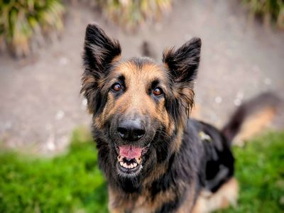 Kiki | German Shepherd Dog | Cardiff - 3