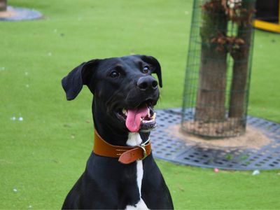 Edith | Lurcher | Manchester - 3