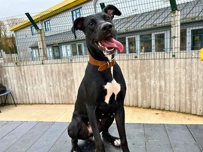 Edith | Lurcher | Manchester - 5