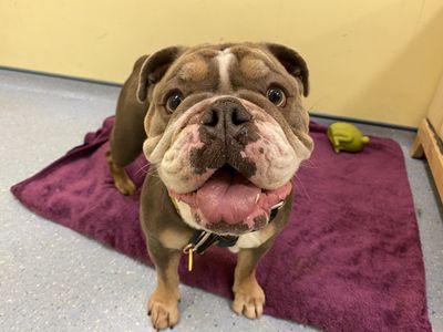 Lila | Bulldog | Ilfracombe - 3