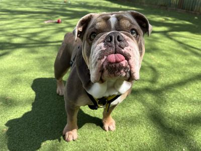 Lila | Bulldog | Ilfracombe - 1